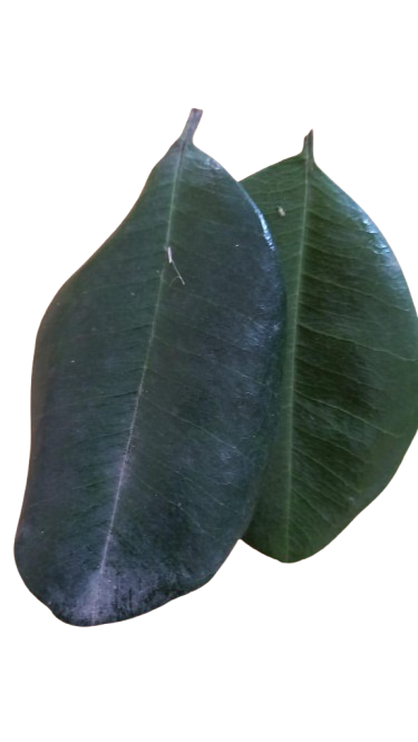 bay leaves