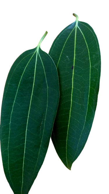 cinnamon leaves