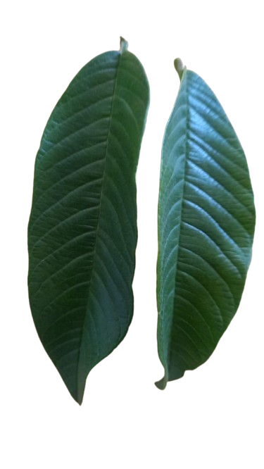 guava leaves