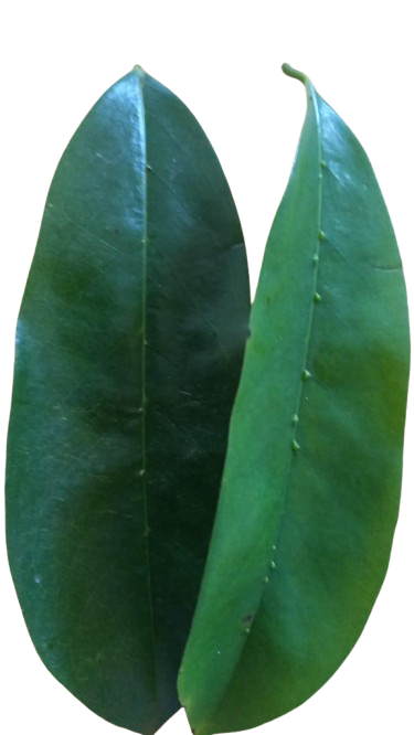 soursop leaves