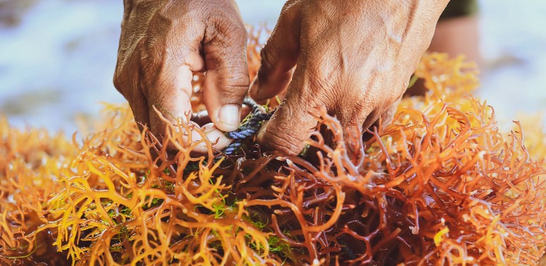 Sea Moss for Skin Care: Clinical Applications and Formulation Science